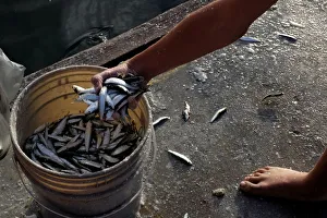 A boy fills a bucket with freshly caught sardines in Naiguata A boy fills a bucket with freshly caught sardines in Naiguata