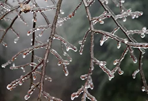 Branches of a tree are covered with ice near Amstall Branches of a tree are covered with ice near Amstall
