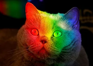A British Blue cat is lit up by sunlight diffracted through an aquarium at an apartment A British Blue cat is lit up by sunlight diffracted through an aquarium at an apartment