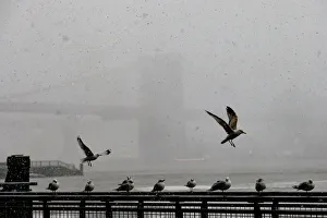 The Brooklyn Bridge is seen through the sleet and snow as seagulls take shelter during a The Brooklyn Bridge is seen through the sleet and snow as seagulls take shelter during a