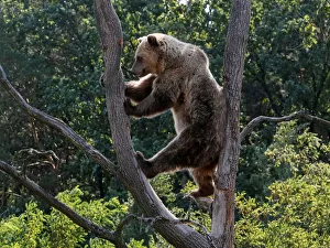 Brown bear is seen in a shelter for bears in the village of Berezivka Brown bear is seen in a shelter for bears in the village of Berezivka