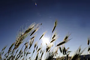 A bug climbs on a stalk of grain near Kumanovo A bug climbs on a stalk of grain near Kumanovo