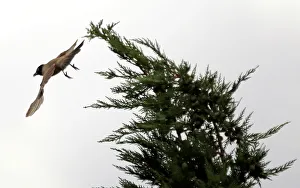 A Bulbul bird is seen near a tree in the southern village of Khiam A Bulbul bird is seen near a tree in the southern village of Khiam