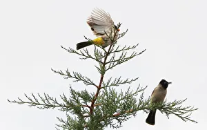 Bulbul birds are seen on a tree in the southern village of Khiam Bulbul birds are seen on a tree in the southern village of Khiam