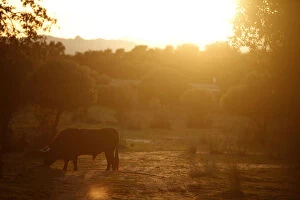 Related Images Gallery: A bull grazes during sunset at Reservatauro Ronda cattle ranch in Ronda