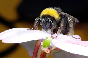 A bumblebee collects nectar from a flower, in Vina del Mar A bumblebee collects nectar from a flower, in Vina del Mar