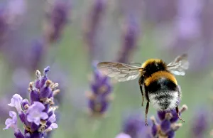 A bumblebee flies beyond lavender blossoms in Vienna A bumblebee flies beyond lavender blossoms in Vienna