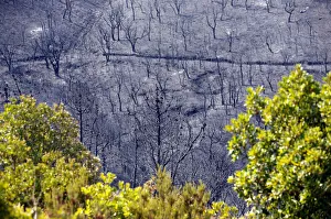 Burned trees are seen on a hillside in Bormes-les-Mimosas Burned trees are seen on a hillside in Bormes-les-Mimosas