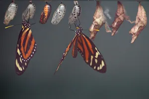 Butterflies Butterflies