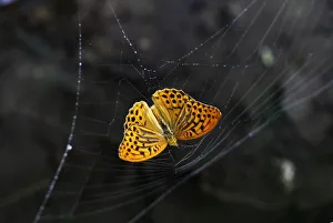 A butterfly is caught in a spider web in the Sharr mountains southwest of Pristina A butterfly is caught in a spider web in the Sharr mountains southwest of Pristina