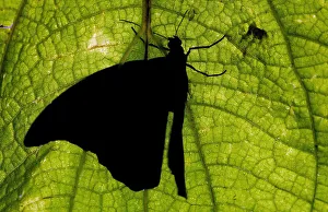 A butterfly rests on a leaf at a butterfly garden in Guacima de Alajuela A butterfly rests on a leaf at a butterfly garden in Guacima de Alajuela