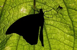 Images Dated 12th May 2005: A butterfly rests on a leaf at a butterfly garden in Guacima de Alajuela