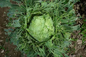 A cabbage eaten by a bug is seen on a vegetable farm at the New Territories in Hong Kong A cabbage eaten by a bug is seen on a vegetable farm at the New Territories in Hong Kong