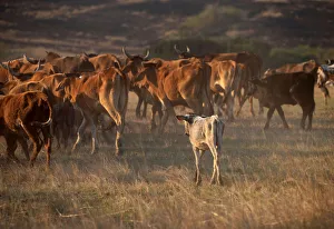 A calf follows cattle being herded in Cato Ridge A calf follows cattle being herded in Cato Ridge