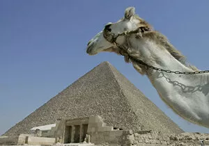 Images Dated 17th June 2007: A camel passes in front of the Pyramids at Giza in Egypt