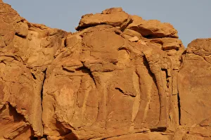 A camel sculpture carved on a rock is seen in Al-Jouf A camel sculpture carved on a rock is seen in Al-Jouf