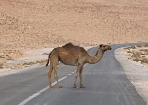 Africa Gallery: A camel is seen on a road near the north of the besieged city of Bani Walid