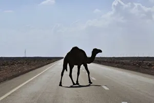 A camel is seen on a road near the Ras Lanuf A camel is seen on a road near the Ras Lanuf
