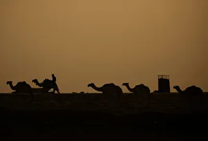 A camel shepherd is seen in the desert at sunset in Raqqa city A camel shepherd is seen in the desert at sunset in Raqqa city