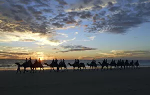Images Dated 12th June 2013: A camel train carries tourists on a sunset safari along Cable Beach located near the