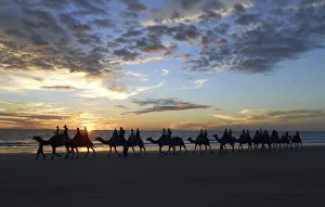 A camel train carries tourists on a sunset safari along Cable Beach located near the A camel train carries tourists on a sunset safari along Cable Beach located near the
