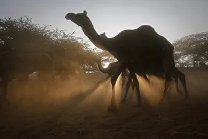 Camels walk as their herders lead them to an area to wait for customers at Pushkar Camels walk as their herders lead them to an area to wait for customers at Pushkar