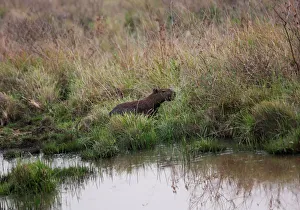 A capybara is seen in Santa Teresita, Charagua A capybara is seen in Santa Teresita, Charagua