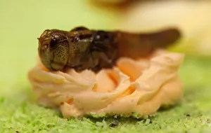 A caramelized locust is used to decorate a cake made of insects at the University of A caramelized locust is used to decorate a cake made of insects at the University of