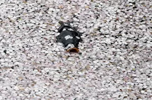 Flowers Gallery: A carp swims in the Chidorigafuchi moat covered with petals of cherry blossoms in Tokyo