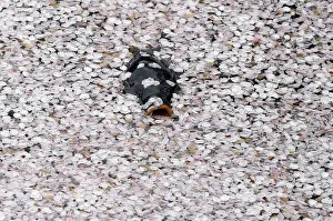 A carp swims in the Chidorigafuchi moat covered with petals of cherry blossoms in Tokyo A carp swims in the Chidorigafuchi moat covered with petals of cherry blossoms in Tokyo