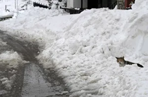 A cat is seen on the edge of the N-634 road going through the centre in the village of A cat is seen on the edge of the N-634 road going through the centre in the village of