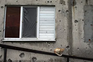 A cat sits in front of a building that was damaged in the recent shelling A cat sits in front of a building that was damaged in the recent shelling