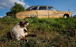 A cat sits in front of a retro car owned by retired mechanic Krasinets are displayed at A cat sits in front of a retro car owned by retired mechanic Krasinets are displayed at