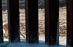 Tijuana Gallery: A cat walks near the border fence between Mexico and the U.S as seen from Tijuana