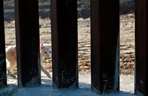 Images Dated 21st July 2019: A cat walks near the border fence between Mexico and the U.S as seen from Tijuana