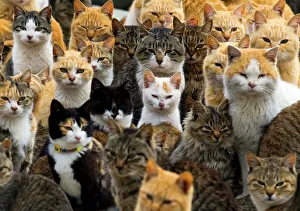 Cats crowd the harbour on Aoshima Island in the Ehime prefecture in southern Japan Cats crowd the harbour on Aoshima Island in the Ehime prefecture in southern Japan