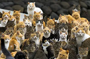 Cats crowd the harbour on Aoshima Island in the Ehime prefecture in southern Japan Cats crowd the harbour on Aoshima Island in the Ehime prefecture in southern Japan