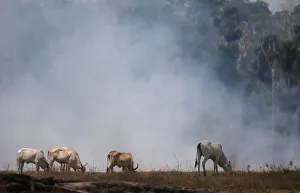 Cattle graze on a smoldering field that was hit by a fire burning a tract of the Amazon Cattle graze on a smoldering field that was hit by a fire burning a tract of the Amazon
