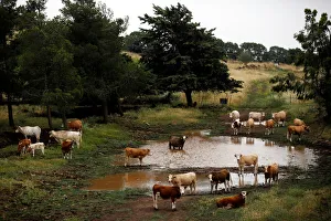 Cattle can be seen near the Israeli side of the border with Syria in the Israeli-occupied Cattle can be seen near the Israeli side of the border with Syria in the Israeli-occupied