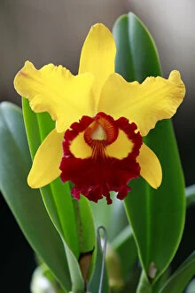 Flowers Gallery: A Cattleya orchid is seen during the Cali Orchids 2010 exhibit in Cali
