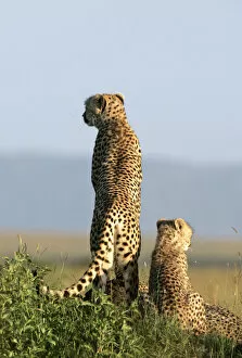 Images Dated 29th April 2008: A cheetah and her cubs observe the plains in Masai Mara game reserve