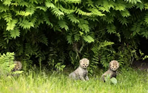 Cheetah cubs sit in their enclosure at the zoo in Muenster Cheetah cubs sit in their enclosure at the zoo in Muenster