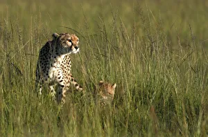 A cheetah sits next to her cubs on the plains of the Masai Mara game reserve A cheetah sits next to her cubs on the plains of the Masai Mara game reserve
