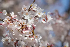 Flowers Gallery: Cherry blossoms begin to bloom in Washington