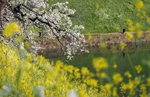 Cherry blossoms and a mustard field are seen at a moat of the Imperial Palace in Tokyo Cherry blossoms and a mustard field are seen at a moat of the Imperial Palace in Tokyo
