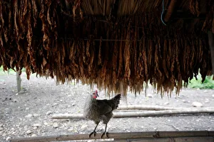 A chicken is seen under tobacco leaves in a curing barn at a tobacco plantation in Sucre A chicken is seen under tobacco leaves in a curing barn at a tobacco plantation in Sucre