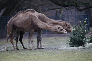 Christmas feeding of zoo animals at Tierpark Berlin Christmas feeding of zoo animals at Tierpark Berlin