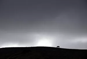 Images Dated 12th March 2013: Clouds gather above a cow as it grazes in a drought-effected paddock on the outskirts of