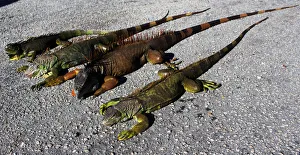 Images Dated 5th January 2018: Cold-stunned iguanas are seen following extreme cold weather in Lake Worth