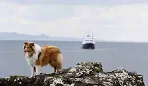 A collie dog is seen on the island of Eigg, Inner Hebrides, Scotland A collie dog is seen on the island of Eigg, Inner Hebrides, Scotland